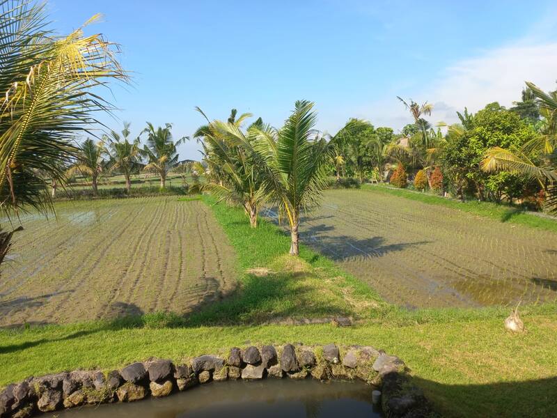 Tropical Rice Fields With Palm Trees And Pond Under Blue Sky